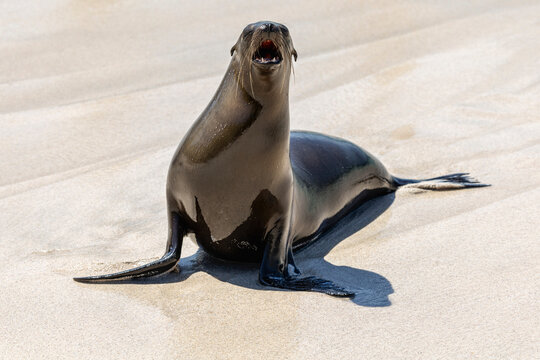 Slick and shiny sea lion barking