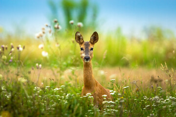 Roe deer in tall grass