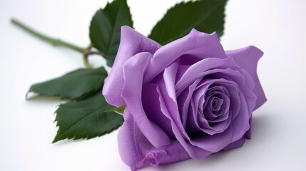 Purple Roses: A gift of purple roses speaks of enchantment and love at first sight, representing deep affection in romantic gestures.  © Best