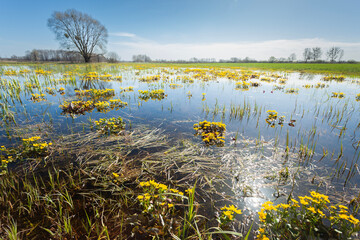 A spring meadow flooded with water, marsh marigolds and sunshine