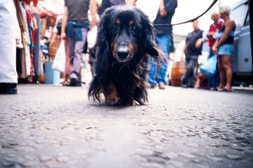 Black long-haired dachshund walking through a busy market street