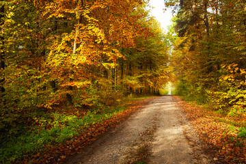 Fototapeta premium Dirt road in a lush autumn forest