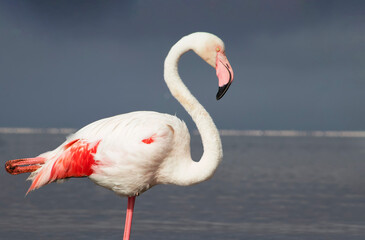 A close-up of a majestic flamingo against a clear blue sky. This detailed shot highlights the birds vibrant pink feathers and elegant posture, making it perfect for wildlife, nature, and conservation 