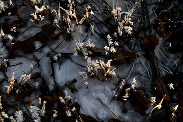Dark Pond with Icy Plants