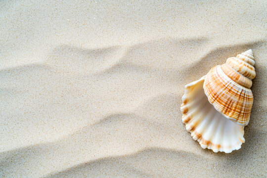 minimalist composition of single seashell resting on smooth sand, evoking sense of tranquility and simplicity. shell intricate patterns contrast beautifully with soft, wavy texture of sand