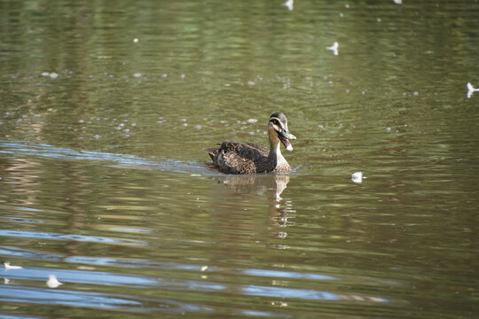 A duck on the pond.