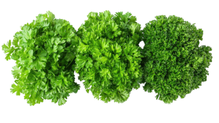 Fresh herb selection showcasing vibrant varieties of parsley for culinary delights