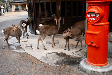 Curious Deer by Red Postbox in Urban Japan