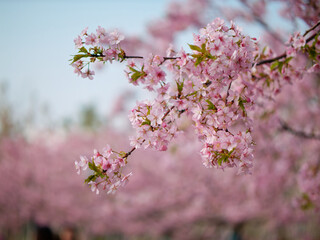 Spring flowers series, Beautiful Cherry blossom , pink sakura flowers in Shanghai.