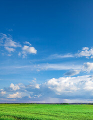 Large field of grass with a clear blue sky above