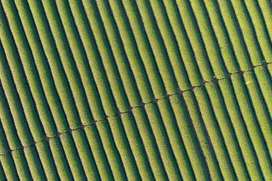 Aerial View of Neatly - Rowed Tea Plantation with Diagonal Pathw