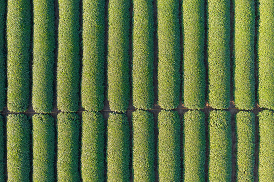 Aerial View of Neatly Arranged Tea Plantation Rows