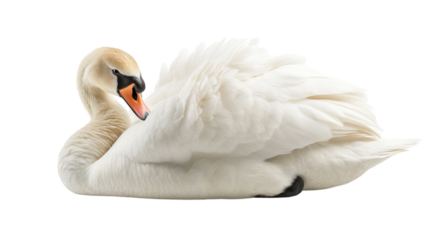 Elegant swan resting gracefully in soft light during tranquil morning hours