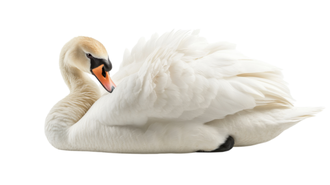 Elegant swan resting gracefully in soft light during tranquil morning hours