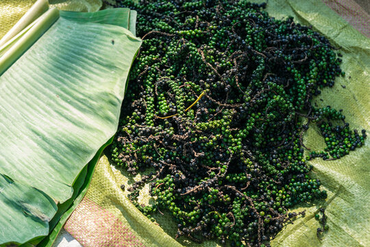 Green Peppercorns