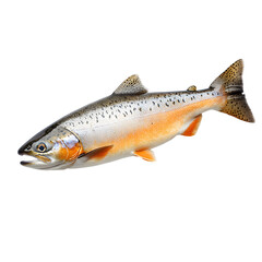 Obraz premium Trout fish on white background plus aquatic animal isolated ,Title Themes