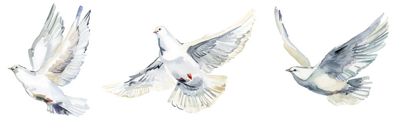 Watercolor set of white doves png.A symbol of weddings, religious events, etc. 