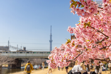 満開の河津桜