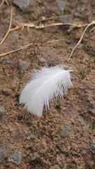 feather on the sand
