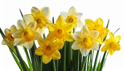 Fototapeta premium daffodils isolated on white