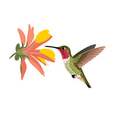 Obraz premium Colorful Hummingbird Feeding from Flower Vector for Nature Illustrations