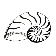 Obraz premium Nautical Seashell Spiral Vector Design for Tattoo and Coloring Book