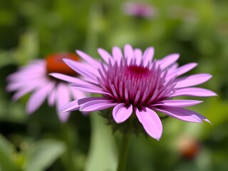 Obraz premium Close-up Purple Coneflower Blossom with Green Background, Summer Garden, Echinacea Flower, Nature Photography.