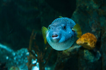 A large pufferfish with blue and white speckled skin swimming in deep waters