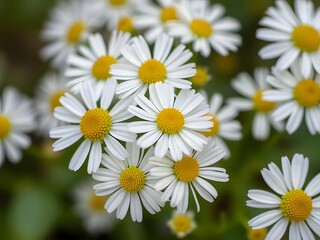 Close-up of Beautiful White Daisies with Yellow Centers, Nature and Botanical Photography.