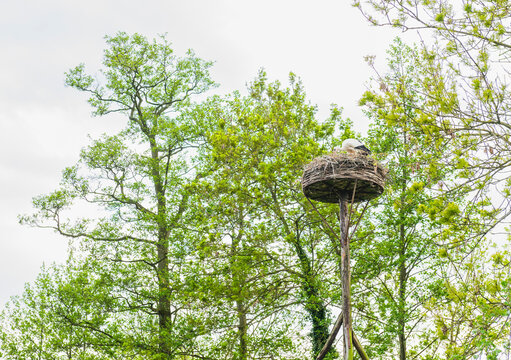 White Stork on Nest Among Green Trees