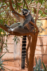 Ring-tailed lemur reclining on a tree branch with a relaxed expression in its natural habitat