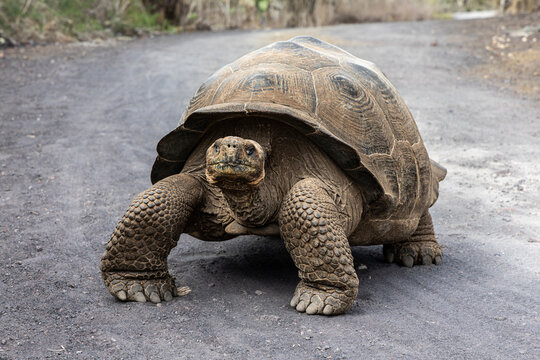 Giant Tortoise of the Glapagos