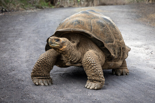 Giant Tortoise