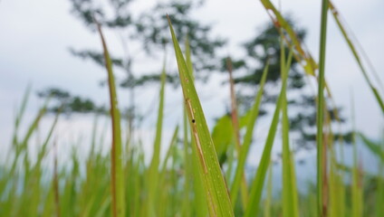 green grass in the wind
