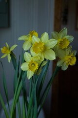 yellow daffodils 