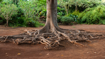 Tree with exposed tangled roots stretching across dry earth in a tropical garden