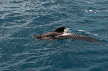 Close-up of a pilot whale partially submerged in Tenerife s blue waters