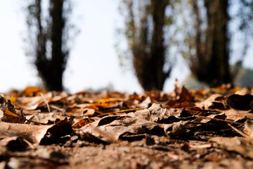 Close-up of dead leaves and branches covering a ground trail, showing autumn textures and earthy tones in an outdoor setting.