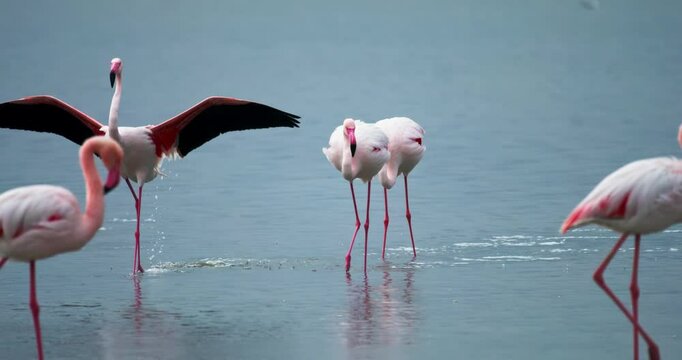 Pink flamingo flying to a salt lake. Bird life in the wild. High quality 4k footage