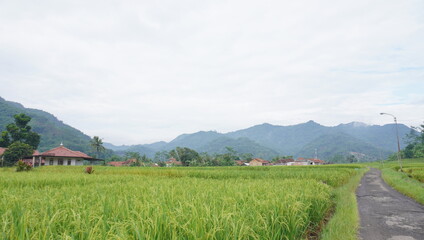Fototapeta premium rural landscape in the mountains