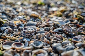 Ancient island of Grado. Between nature, architecture and history.