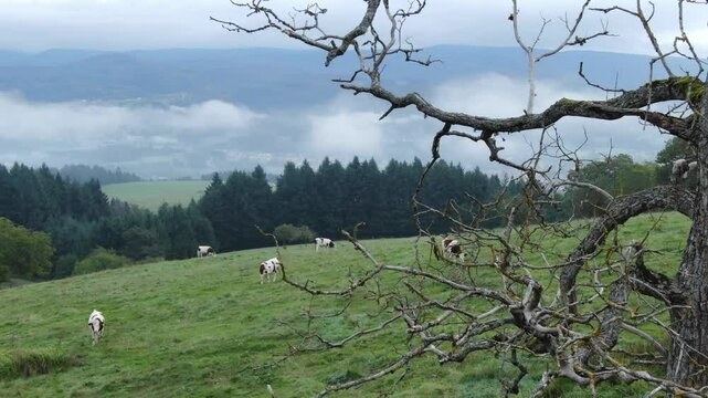 Bare tree in foreground and cows grazing in lush green pasture, rolling hills landscape, France. Aerial drone low altitude
