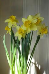 yellow daffodils in the sun
