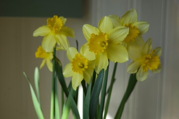 yellow daffodils in the sun