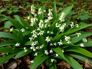 Obraz premium Star-of-Bethlehem Flowers in Bloom, Ornithogalum Umbellatum, White Spring Blossoms in Natural Habitat, Nature Photography.