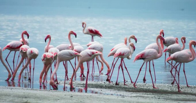 Flock of pink flamingos feeding in Larnaka Salt Lake, Cyprus. Stunning wildlife scenery with birds wading in shallow water, a Mediterranean nature travel destination. High quality 4k footage