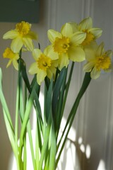 yellow daffodils in the sun