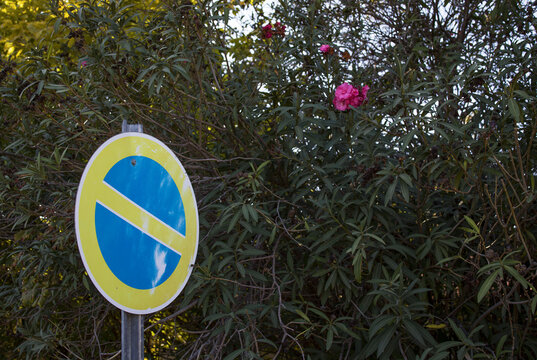 Traffic sign indicating no parking near flowering bushes