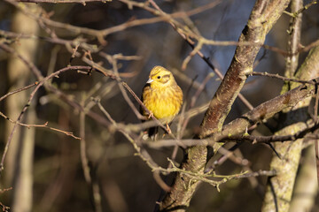 Yellowhammer perched in a tree, County Durham, England, UK.