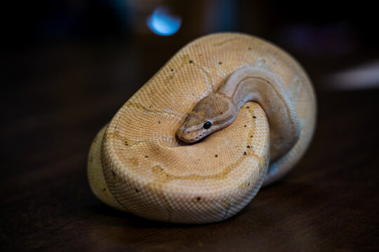 python regius yellow snake